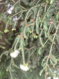 narrow-leaved tea-tree
